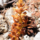 Greater broomrape; Espárrago de lobo