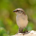 Iago sparrow(female)