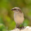 Iago sparrow(female)