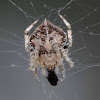 Orb spider