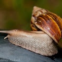 Giant African Land Snail