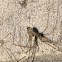 Tailed Cellar Spider