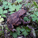 European toad (rupikonna)