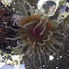 Olive-green sea anemone