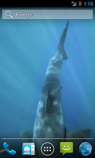 Great White Shark HD
