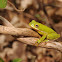 American green treefrog
