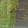 Green woodpecker