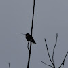Black Chinned Hummingbird? 