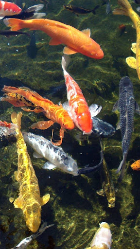 Koi Fish Live Wallpaper