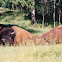 Wood bison