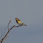 Yellow-rumped warbler (female)