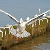 Larus ridibundus