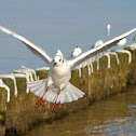 Larus ridibundus