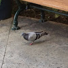 Rock Dove/ Pigeon