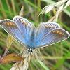 Common Blue