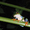 Red-Eyed Tree Frog