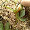 Gulf Fritillary