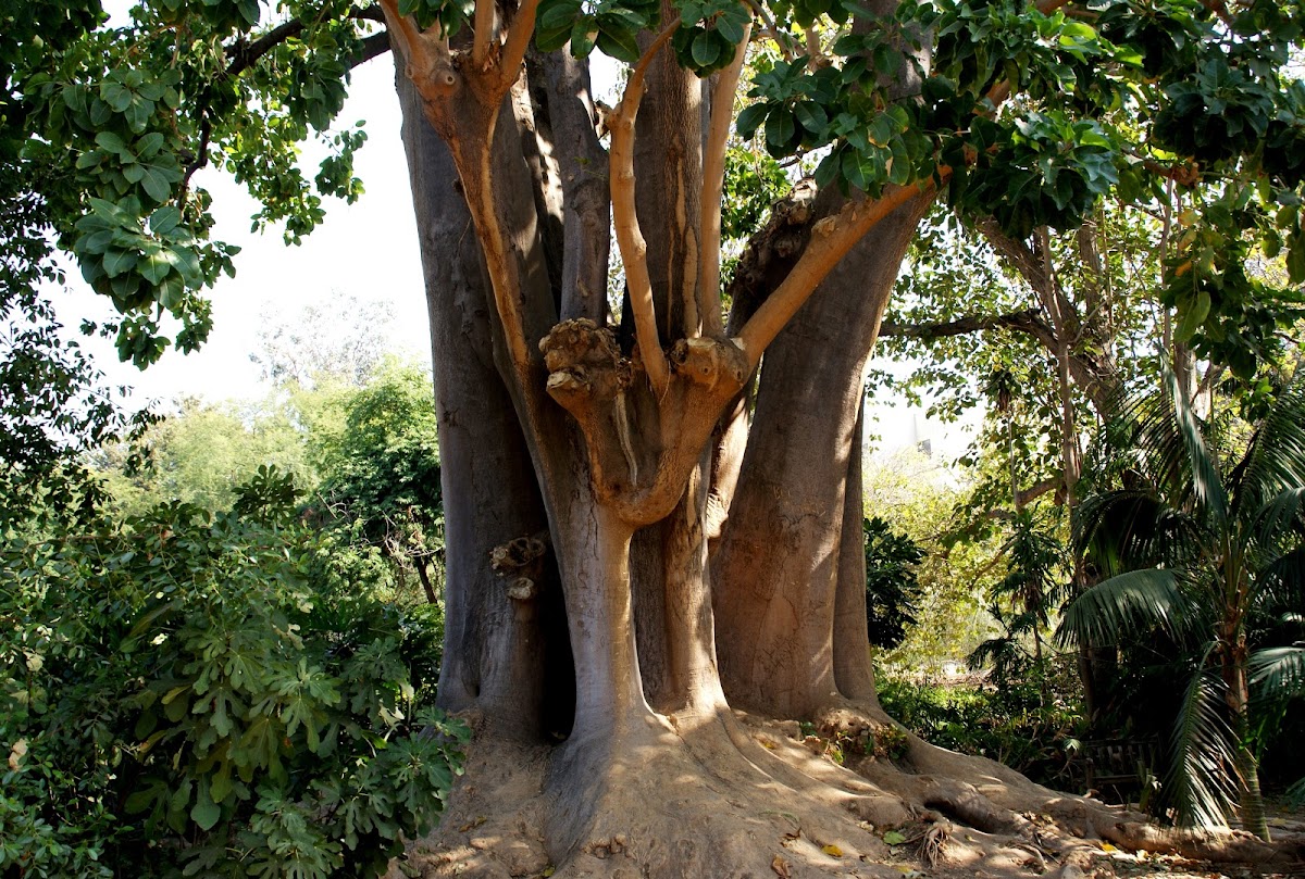 Ombu tree