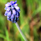 Muscari neglectum