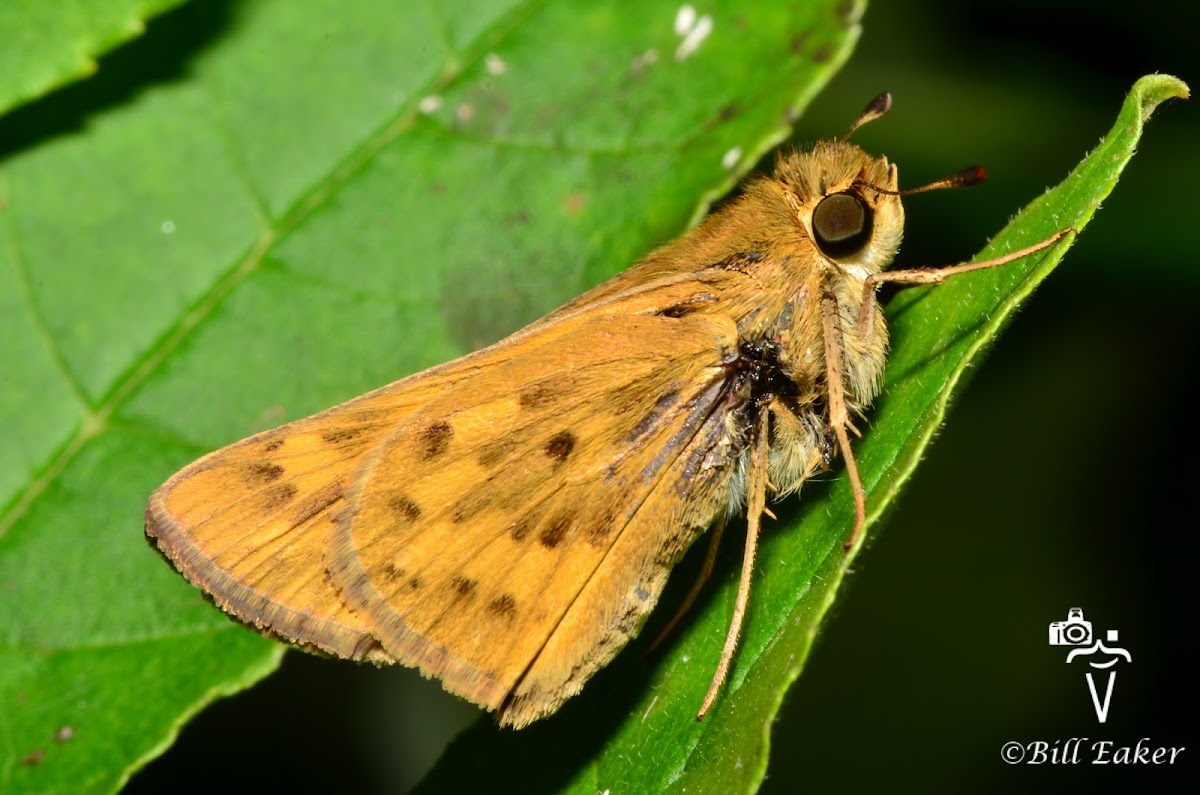 Fiery Skipper