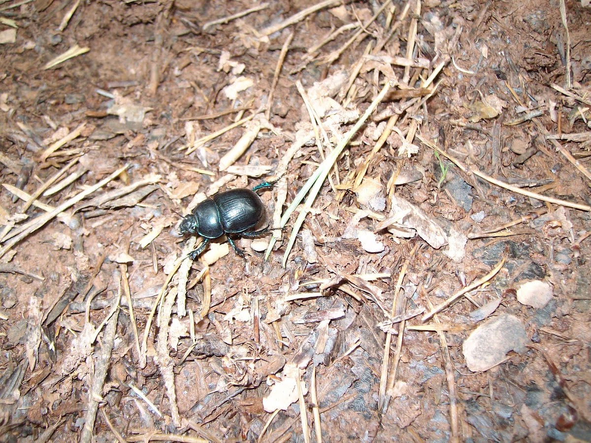 Scarab Beetle 