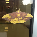 Imperial moth