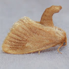 Early Button Slug Moth