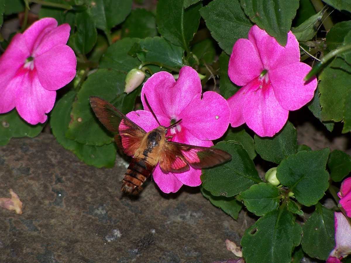 Common Clearwing