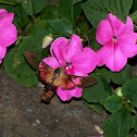 Common Clearwing