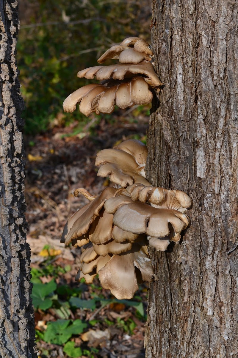 bunched shelf fungi