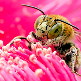 Pinkaholic by Percy Photography - Animals Insects & Spiders