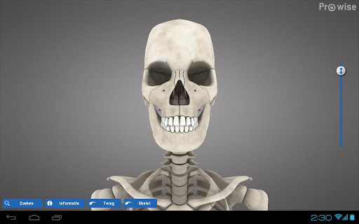 Prowise Skeleton 3D