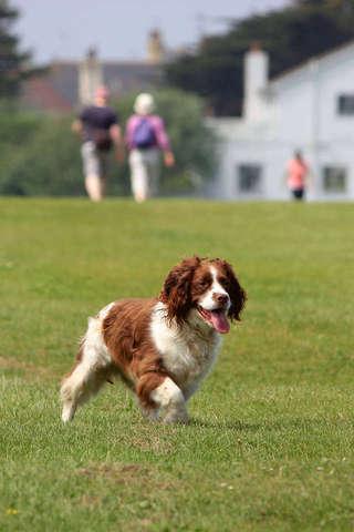 English SpringerSpaniel Puzzle