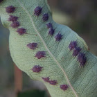 Purple blisters - ? leaf galls
