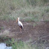 yellow billed stork