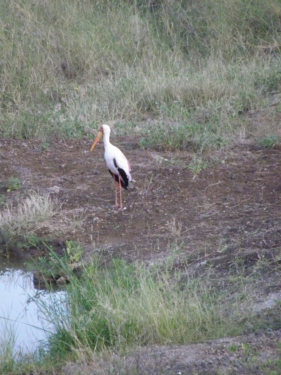 yellow billed stork