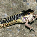 Garter Snake (eating a frog)