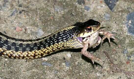 Garter Snake Eating A Frog Project Noah