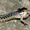 Garter Snake (eating a frog)