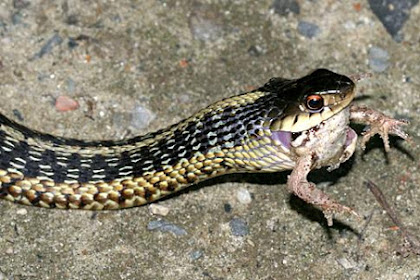 what do garter snakes eat as food