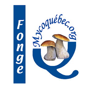 La fonge du Québec