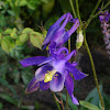 Columbine