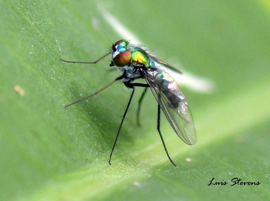 Long legged fly