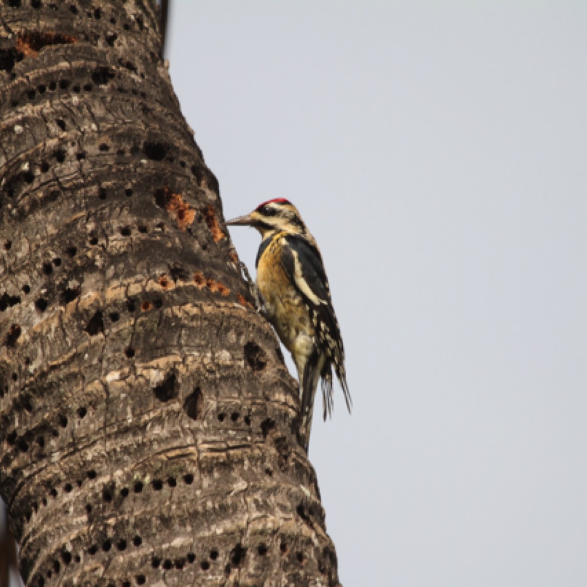 Yellow Bellied Sapsucker