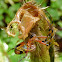 Orchard Spider