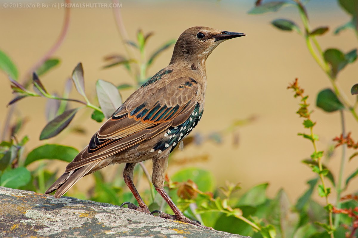 Starling