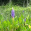 Pickerelweed