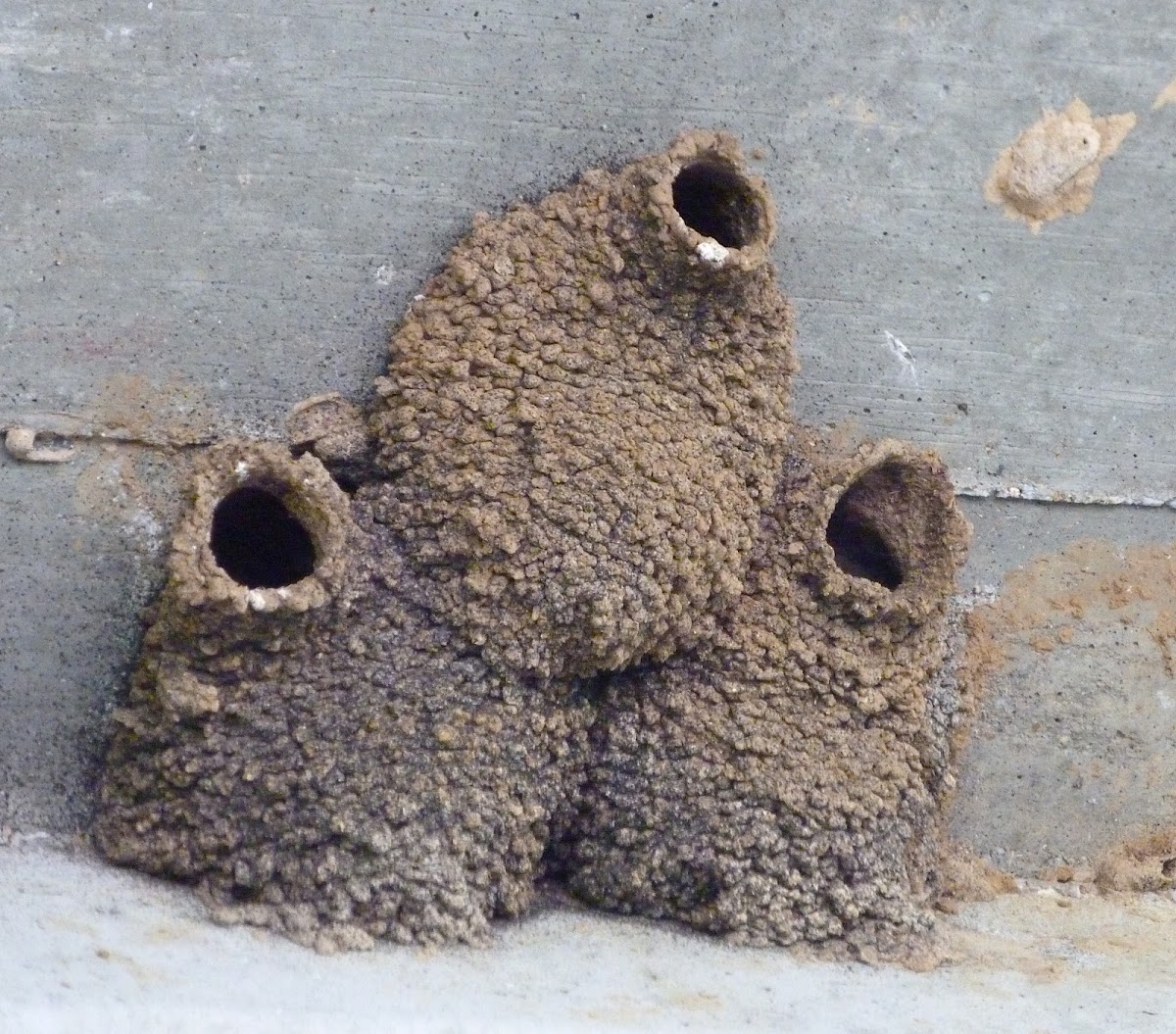 Cliff swallow nests