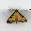 Clidemia Leafroller Moth
