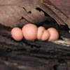 wolf's milk slime mold